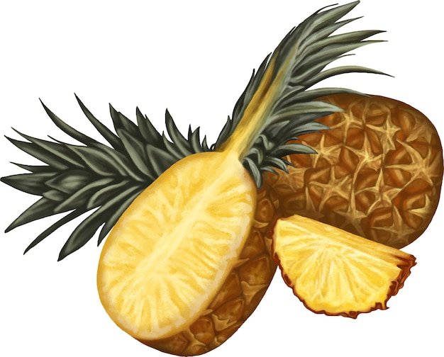 Vector heerlijke verse ananas illustratie tekening