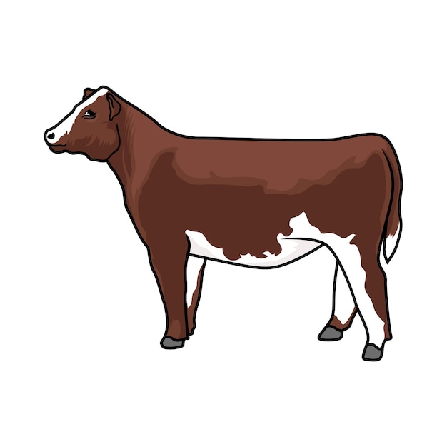 Vector heifer cattle for meat and livestock show5