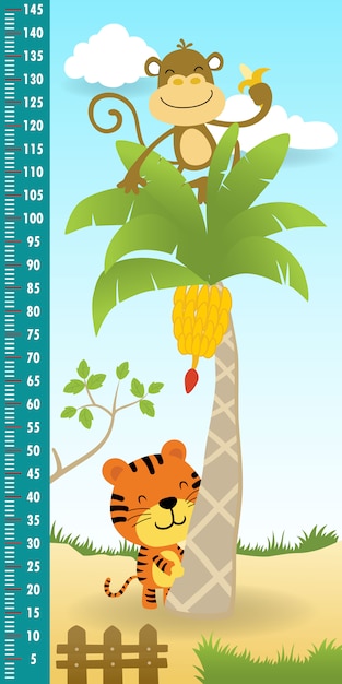 Измерение высоты стены забавной обезьяны на банановом дереве с тигром