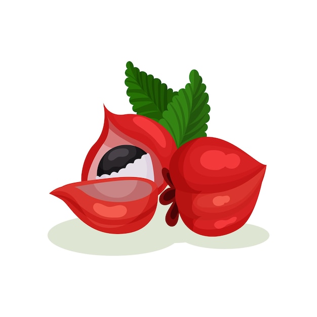 Heldere rode guaranavruchten en twee groene bladeren Gezonde voeding Biologisch product Superfood-thema Platte vectorontwerp