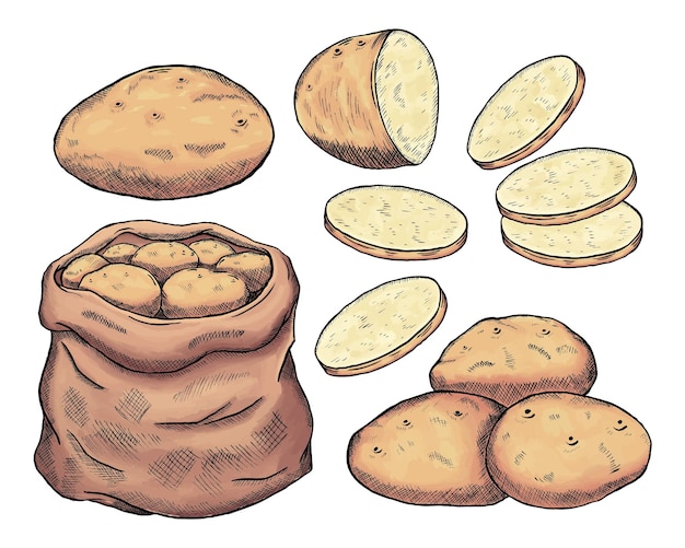 Hele aardappel een zak aardappel en gesneden aardappel handgetekende gekleurde schets vector