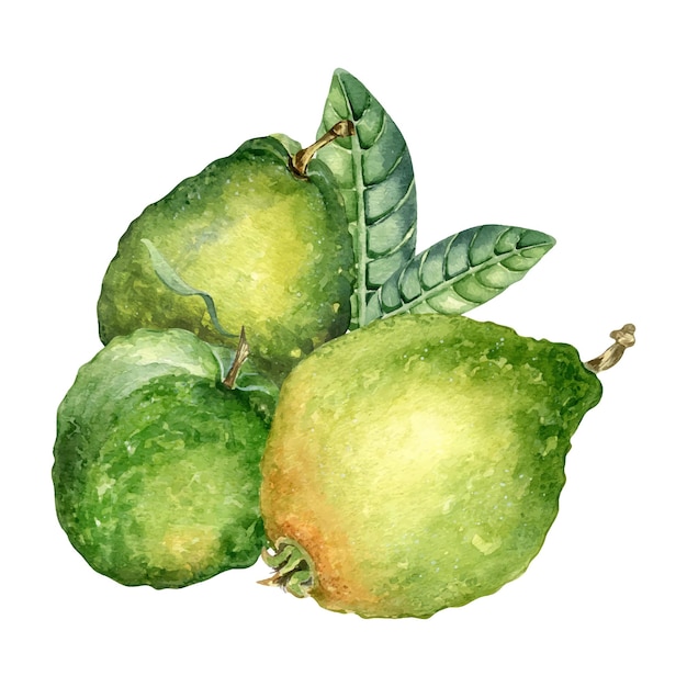 Vector hele drie guaves en bladeren aquarel illustratie geïsoleerd op witte achtergrond tropisch fruit