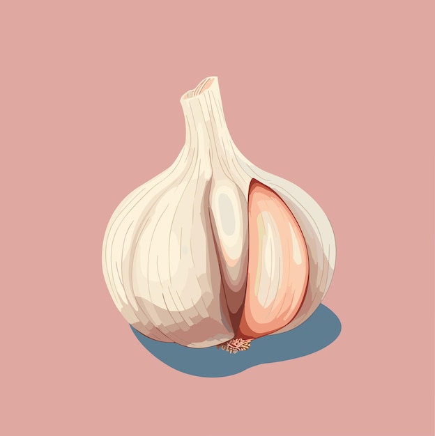 Hele kop knoflook en teentjes knoflook vectorillustratie