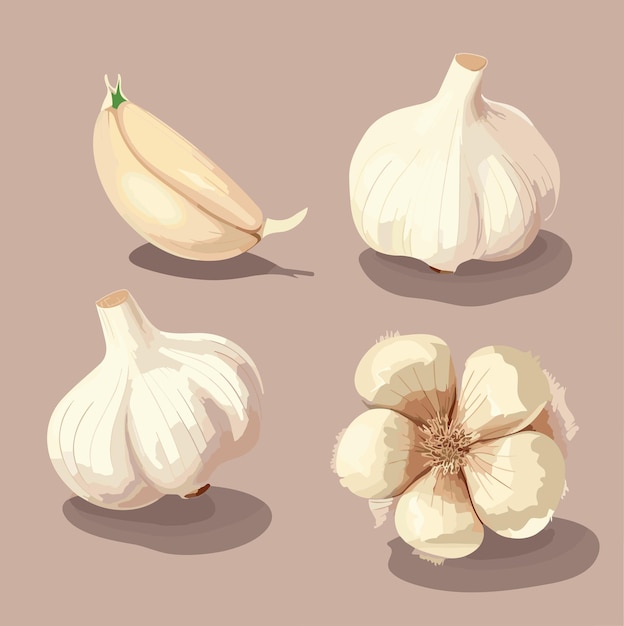 Hele kop knoflook en teentjes knoflook vectorillustratie