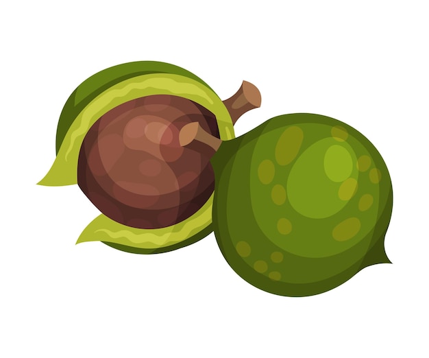 Hele macadamia-noot met groene schelpvectorillustratie