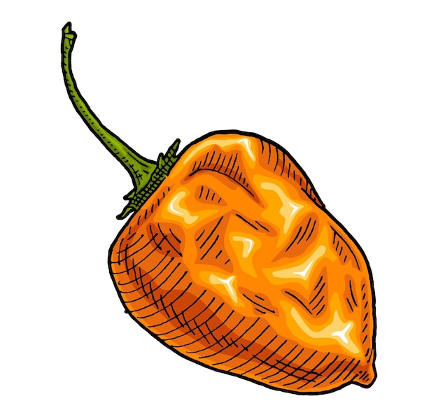 Hele peper habanero Vintage gravure vector illustratie