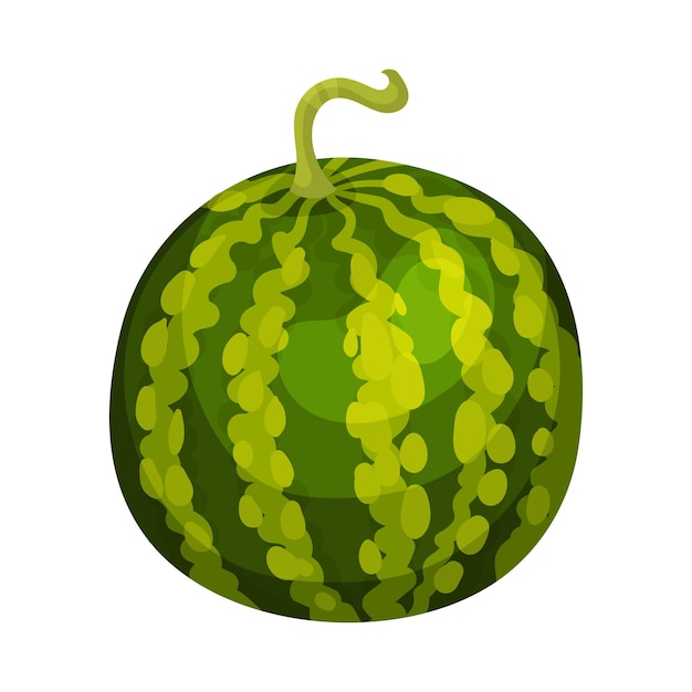 Hele ronde watermeloen vectorillustratie op witte achtergrond