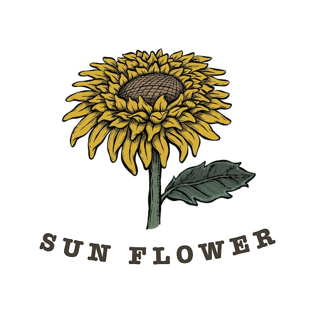 Helianthus 식물 그림, 노란 태양 꽃 벡터 그림, 빈티지 손으로 그린 스타일
