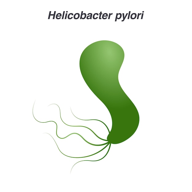 Векторная иллюстрация Helicobacter pylori