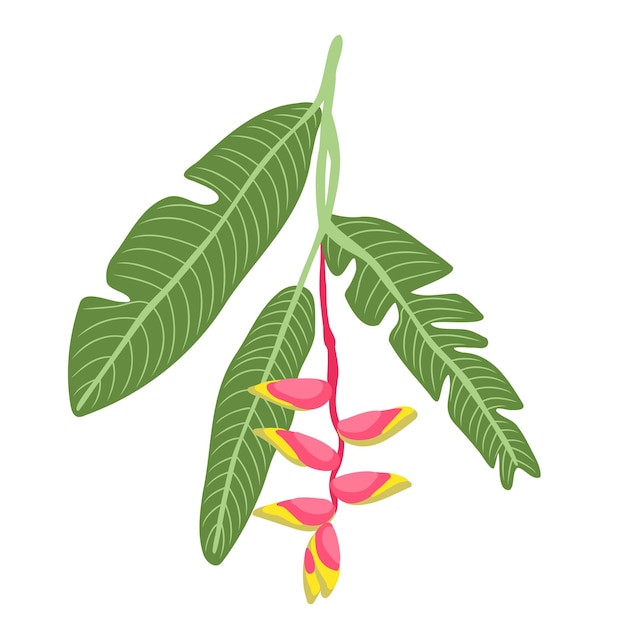 Heliconia bihai leaves and flowers Blooming tropical flower Exotic summer plant For card posters patterns