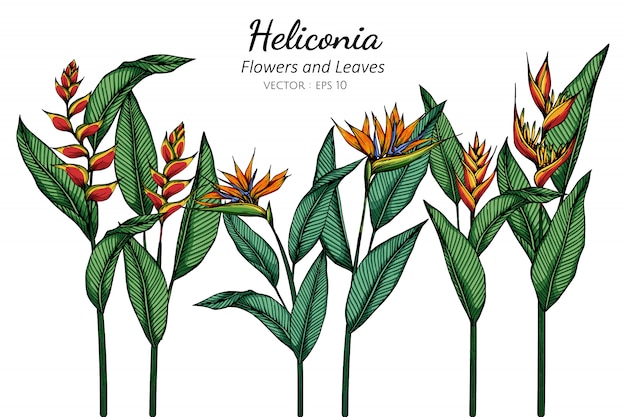 Heliconia 꽃과 잎 그림 흰색 배경에 라인 아트와 그림.