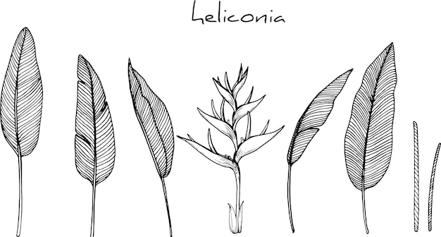 heliconia flower drawings