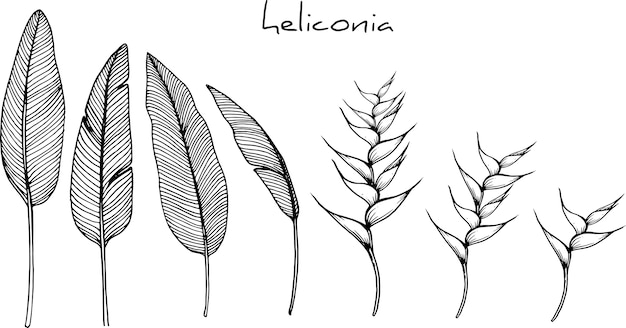 Disegni di fiori di heliconia