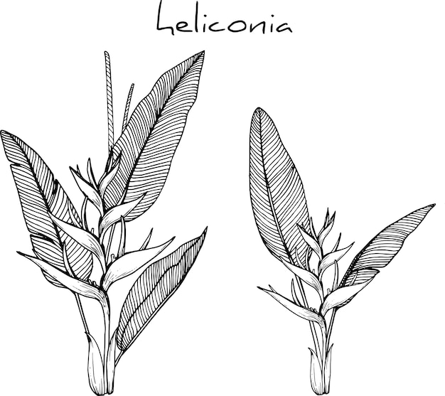 Heliconia flower drawings