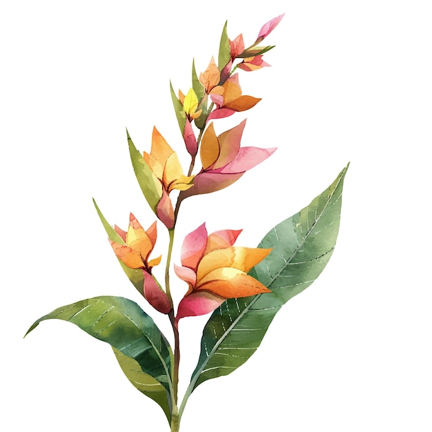 heliconia flower vector illustration in watercolour style