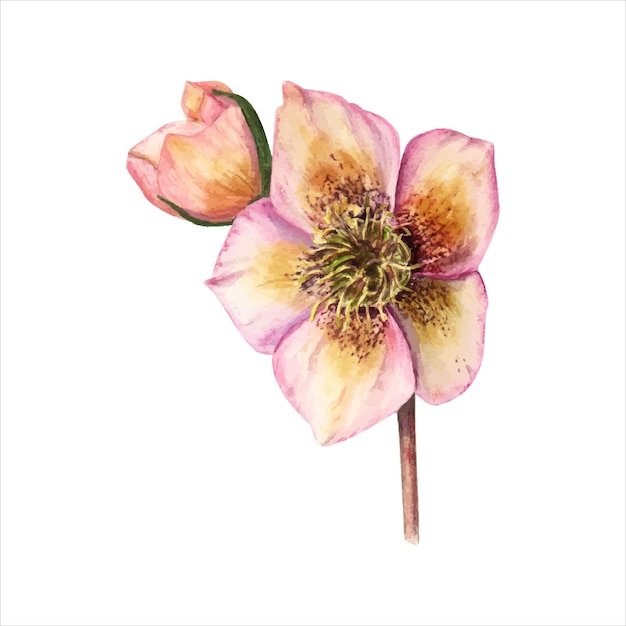 Hellebore Flower and bud Helleborus Spring flower Watercolor illustration