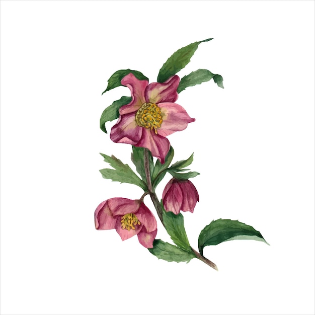 Vector hellebore met bladeren helleborus tak lente bloem aquarel illustratie