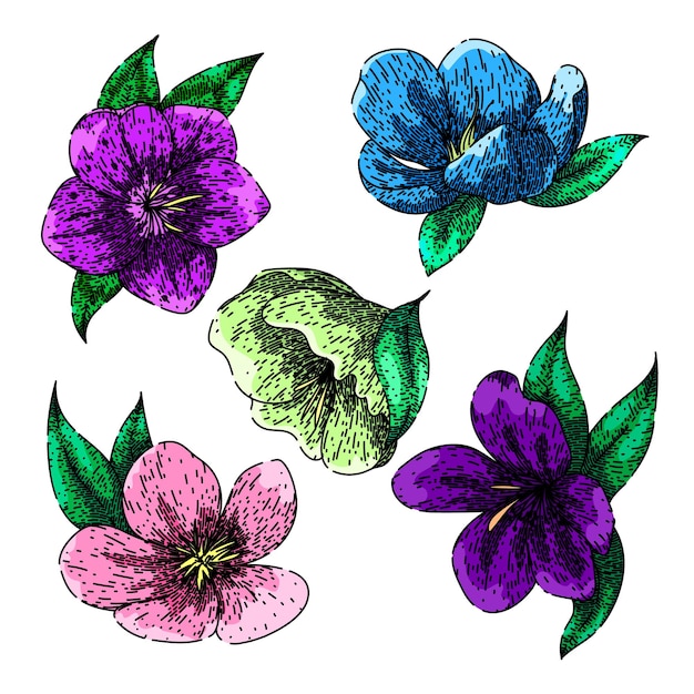 Vector hellebore set sketch hand drawn vector