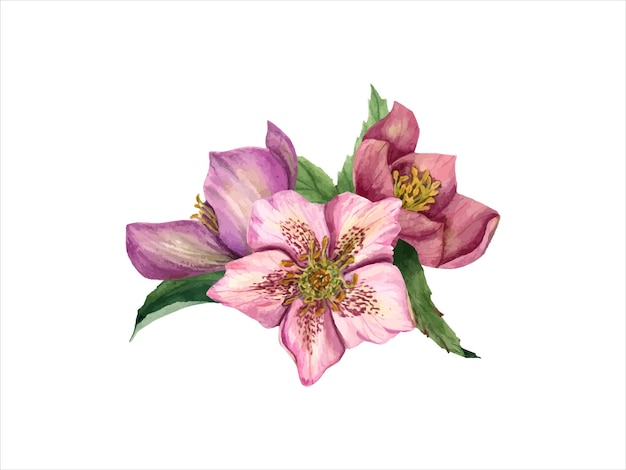 hellebore with leaves helleborus branch three spring flower heads watercolor illustration