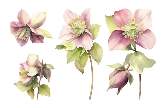 Helleborus bloem set natuur botanische decoratieve collectie Vector illustratie geïsoleerde collectie tropische blad set