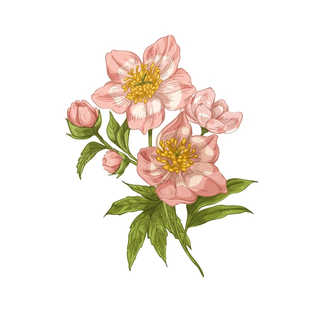 Helleborus orientalis, 빈티지 사실적인 꽃 그림. 사순절 장미, 꽃이 만발한 봄 식물, 복고형 세부 스타일로 그려진 잎. 흰색 배경에 고립 된 식물 벡터 일러스트 레이 션