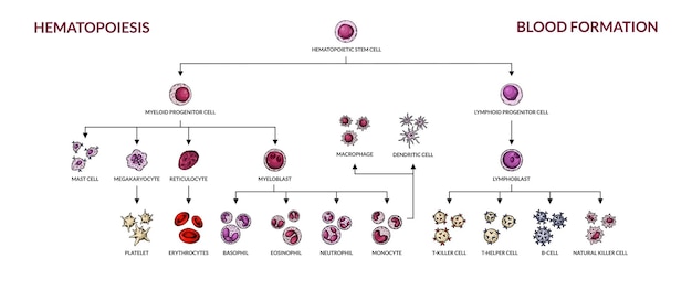 hematopoiesis diagram human blood cells types with names