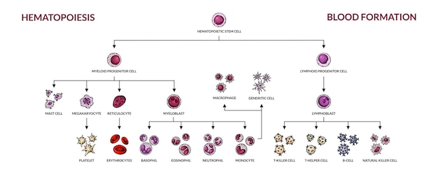 Vettore diagramma di emopoiesi tipi di cellule del sangue umano con nomi