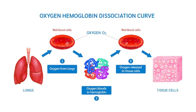 赤血球中の酸素を運ぶヘモグロビン肺から組織細胞まで血中酸素飽和度
