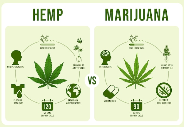 Вектор Конопля против инфографики марихуаны. лист конопли, низкий и высокий thc иллюстрации.