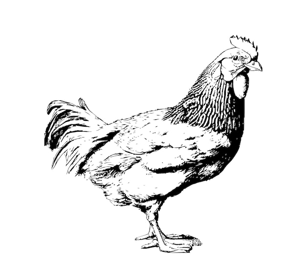 암 탉 닭 새겨진 손으로 그린 스케치입니다. 벡터 일러스트 레이 션.