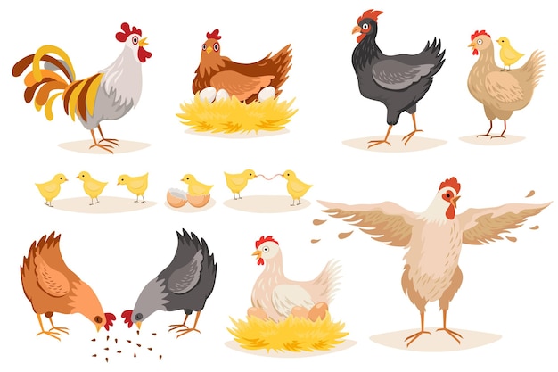 Hen Chicken and Roosters Isolated on White Background. Fowl with Chicks and Eggs in Nest, Poultry Farm Domestic Birds