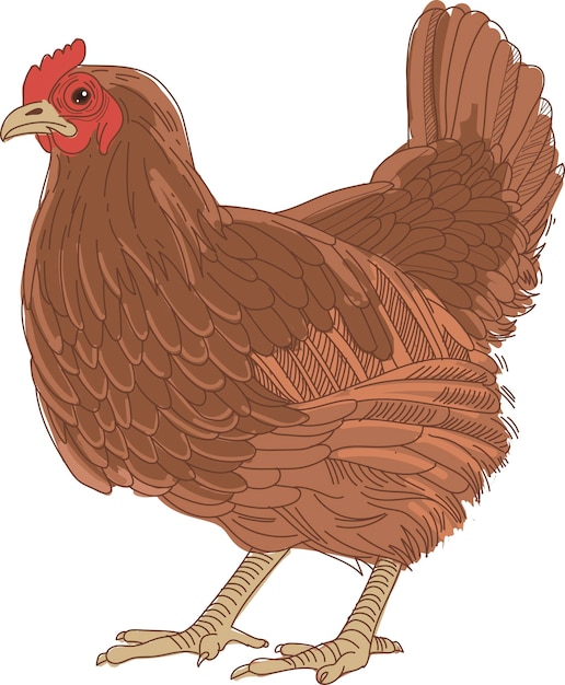 Vector hen chicken sketch poultry farm farming concept