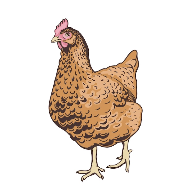 Gallina di pollo