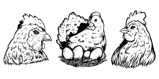 hen and egg design illustration