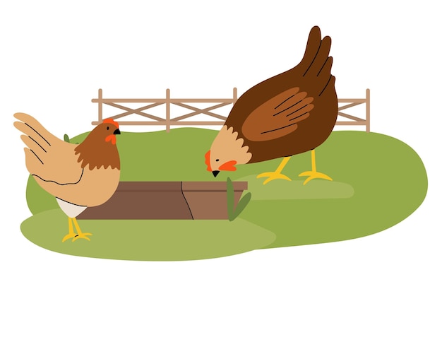 Hen feeding farm birds eating from trough cute poultry hand drawn funny contemporary drawing domestic chick egg and meat traditional easter symbol cartoon flat vector countryside illustration