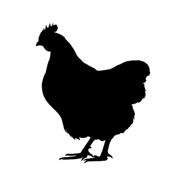 Hen silhouette isolated on white background