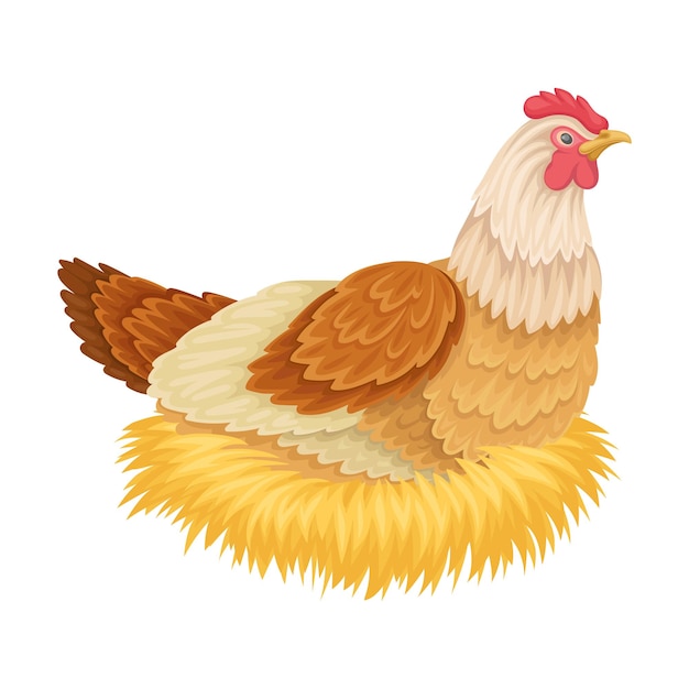 Hen Sitting on Eggs Isolated on White Background Vector Illustration