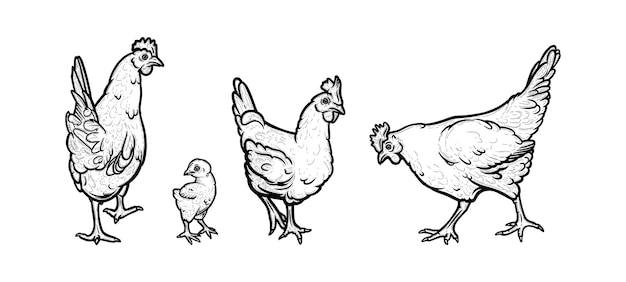 有機農場に住んでいる鶏と鶏の白い背景で隔離の鶏冠を持つ鶏