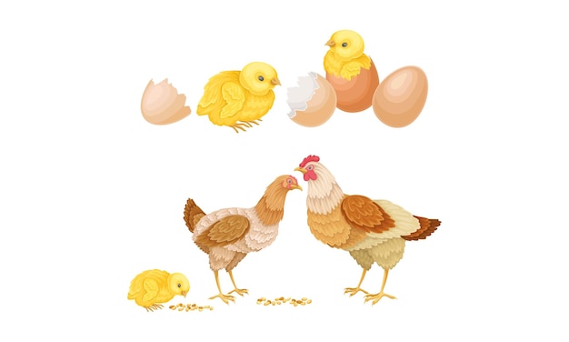 Hens and hatched chicks Poultry breeding vector illustration