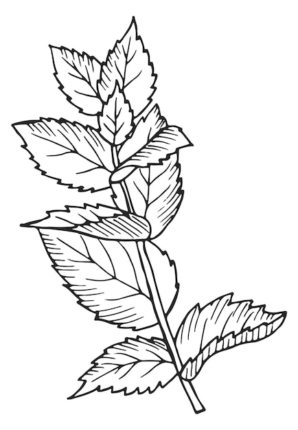 Herb botanical drawing Growing mint Plant illustration