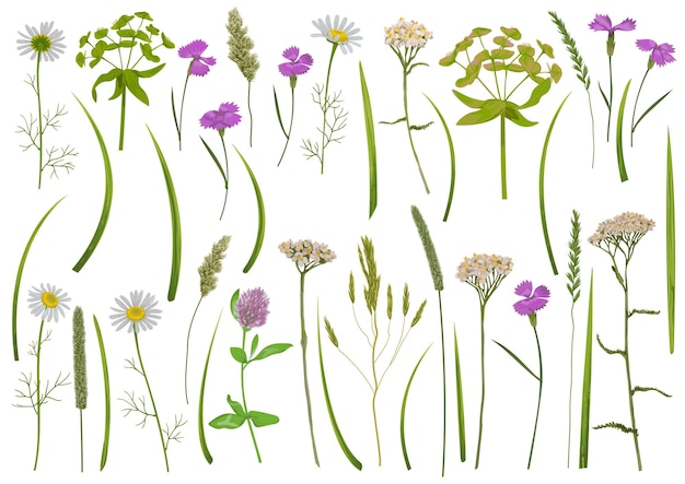 Herb and field flowers vector greenery set