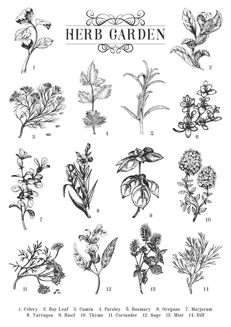 Vector herb garden vector sketch set botanical drawings
