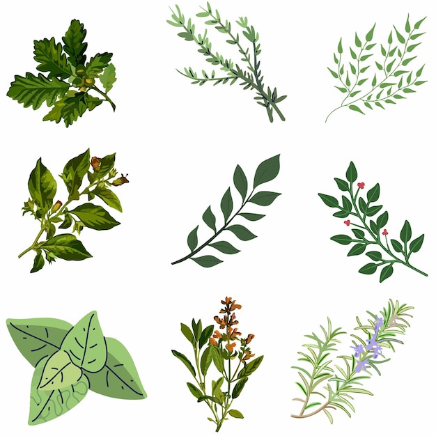 Vector herb illustration