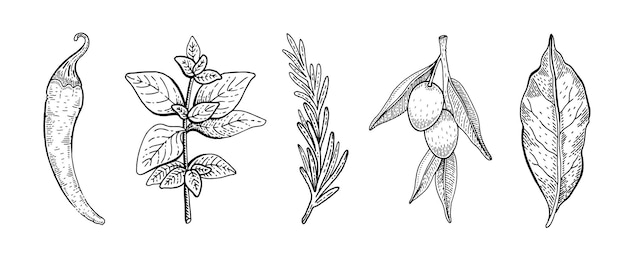 Herb and plant drawing botanic and cooking icons sketch engraved vector spice and vegetable chili pepper oregano or basil rosemary olive bay leaf illustration cook hand drawn line doodle art