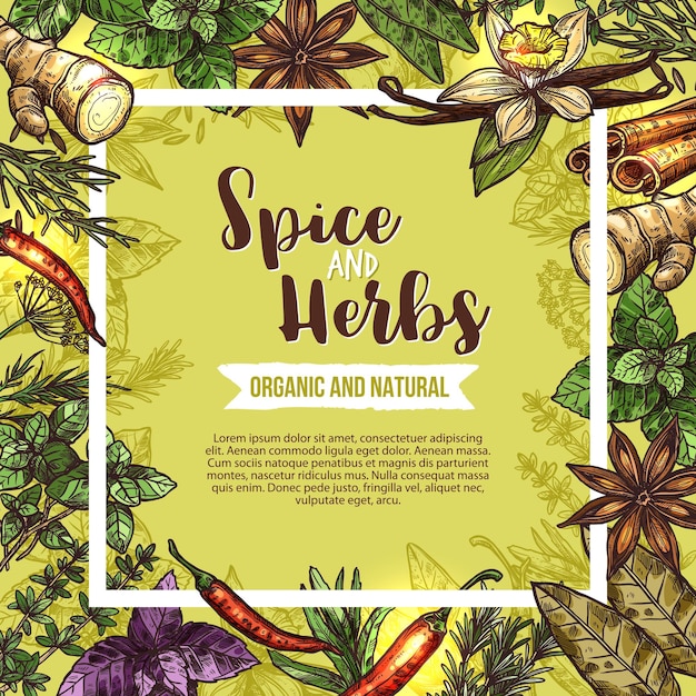 Vector herb and spice sketch label with seasonings frame