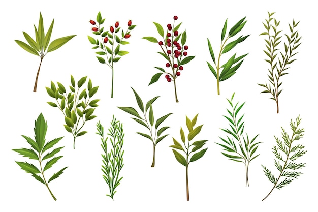 Herb or tree branches, realistic vector set