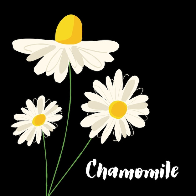 Herbal chamomile illustration isolated on black background