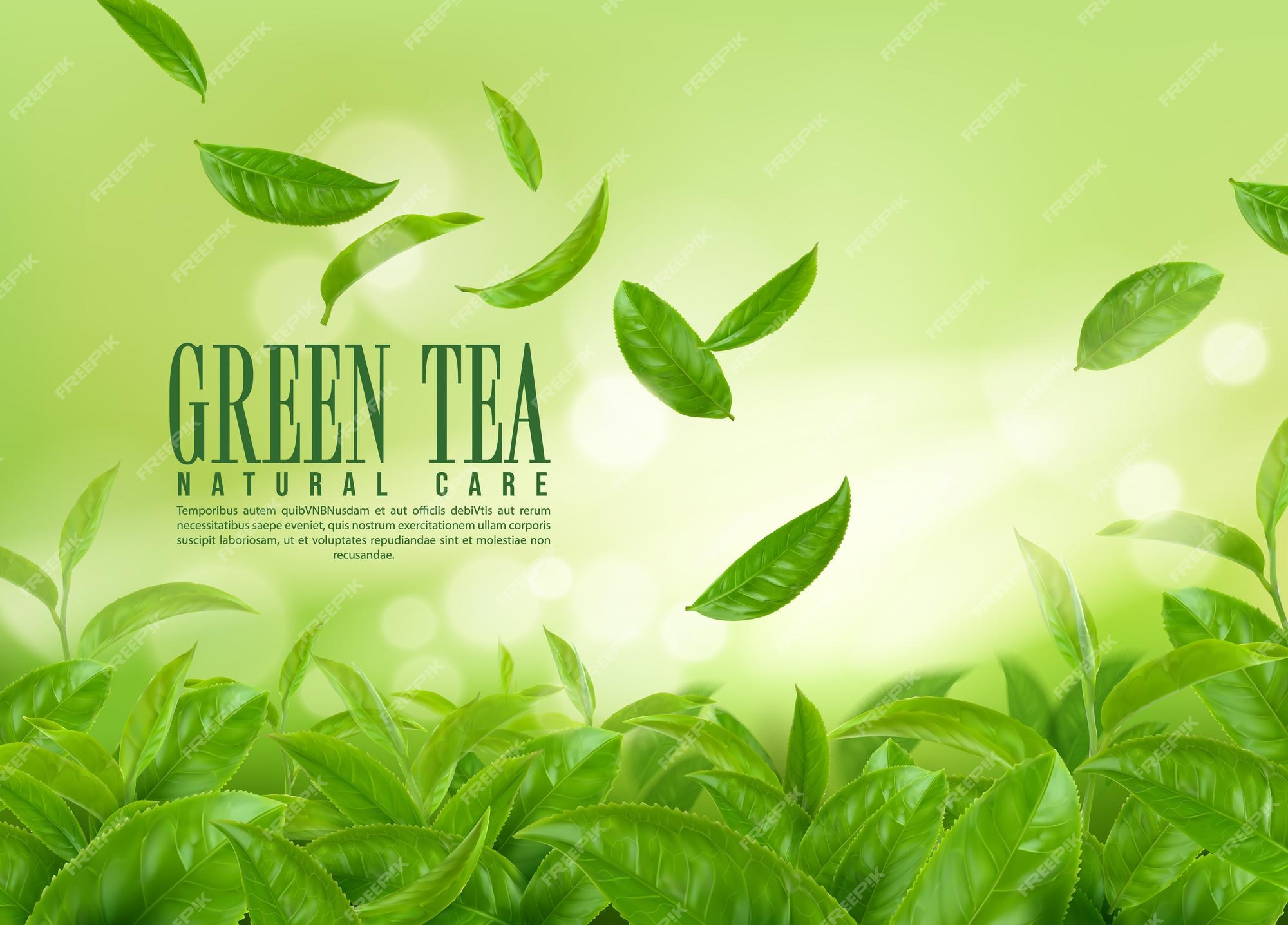 Herbal green tea plantation: Sự kết hợp giữa vườn trà và cây thảo mộc đã tạo nên một khung cảnh hữu tình và thơ mộng. Vườn Trà và Cây Thảo Mộc là nơi để tìm kiếm sự bình yên của cuộc sống và hạnh phúc trong tâm hồn. Hãy xem hình ảnh để cảm nhận!