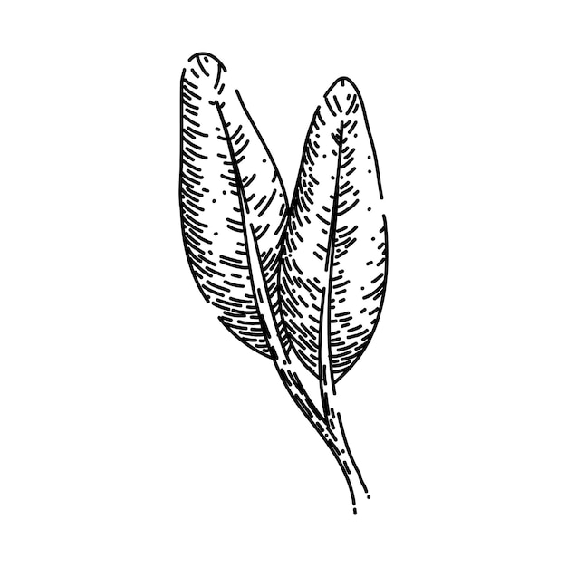 Herbal sage sketch hand drawn vector