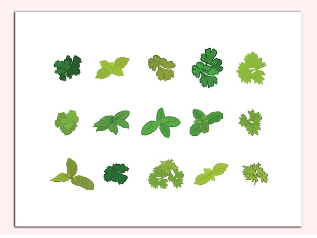 벡터 허브와 향신료 손으로 그린 허브 터 일러스트레이션 세트